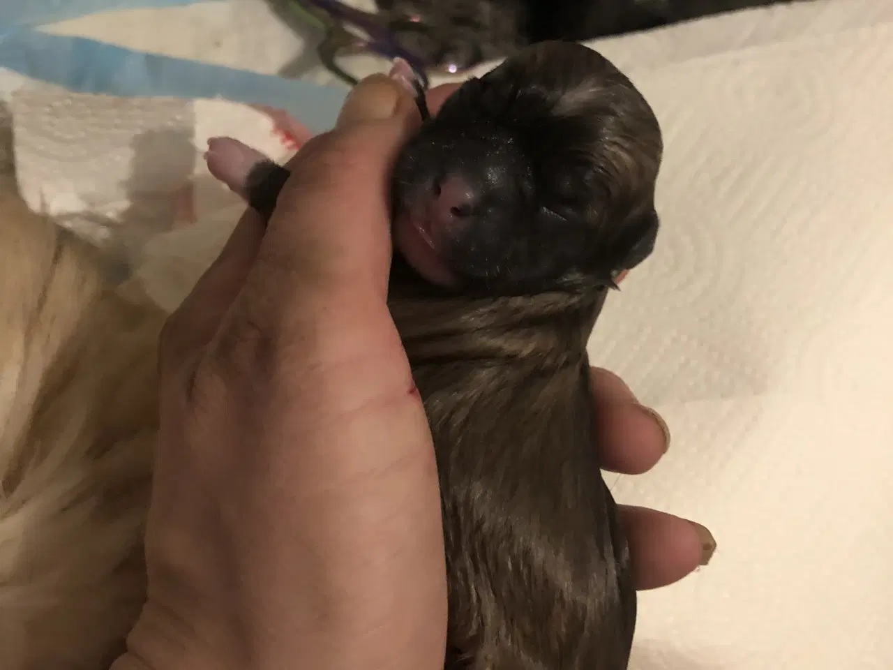 Billede 11 - Shih Tzu/ Chihuahua blanding