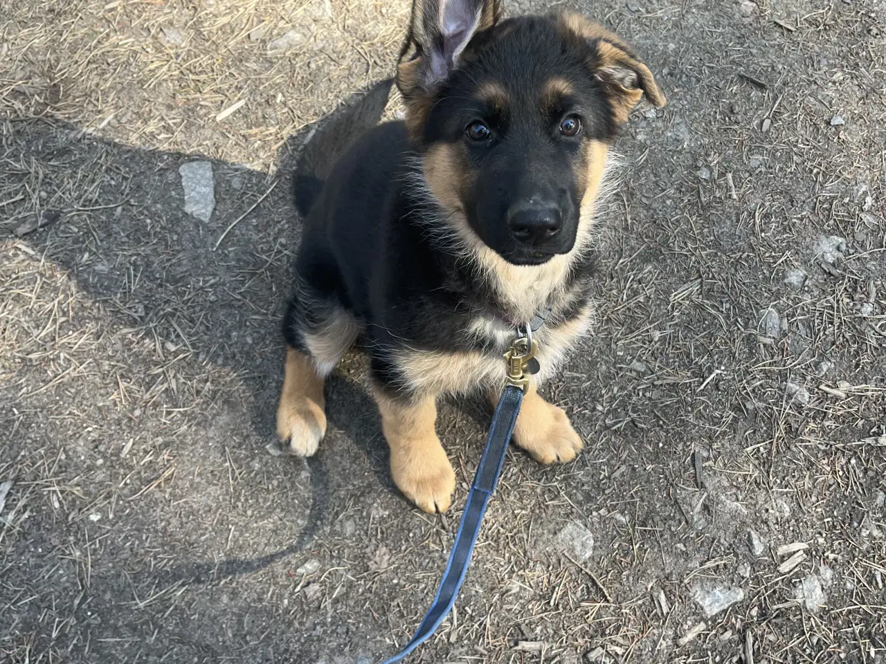 Billede 1 - Schæferhvalp på 12 uger