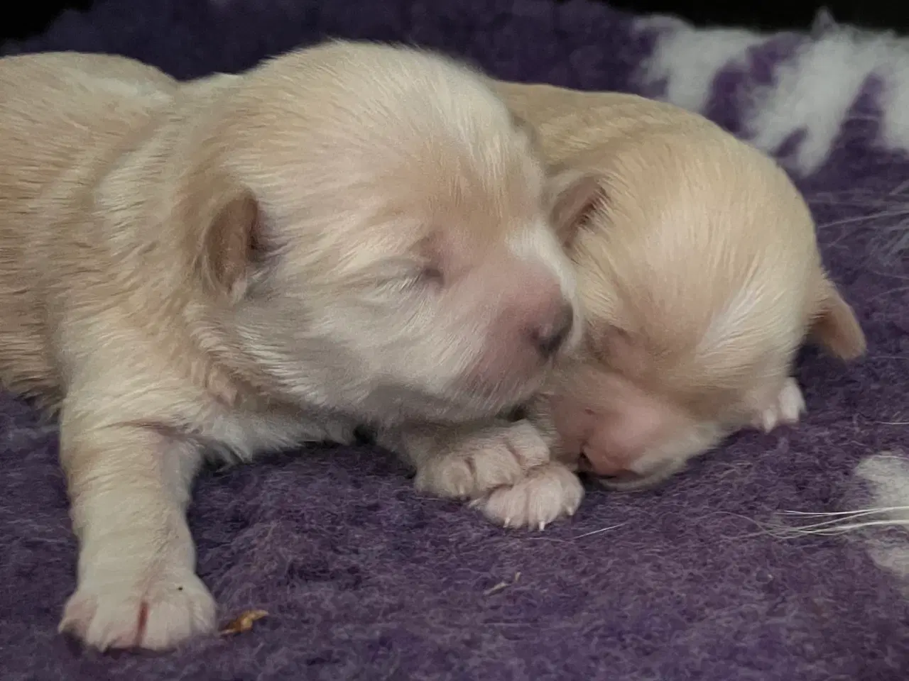 Billede 1 - Bichon Havanaiser 