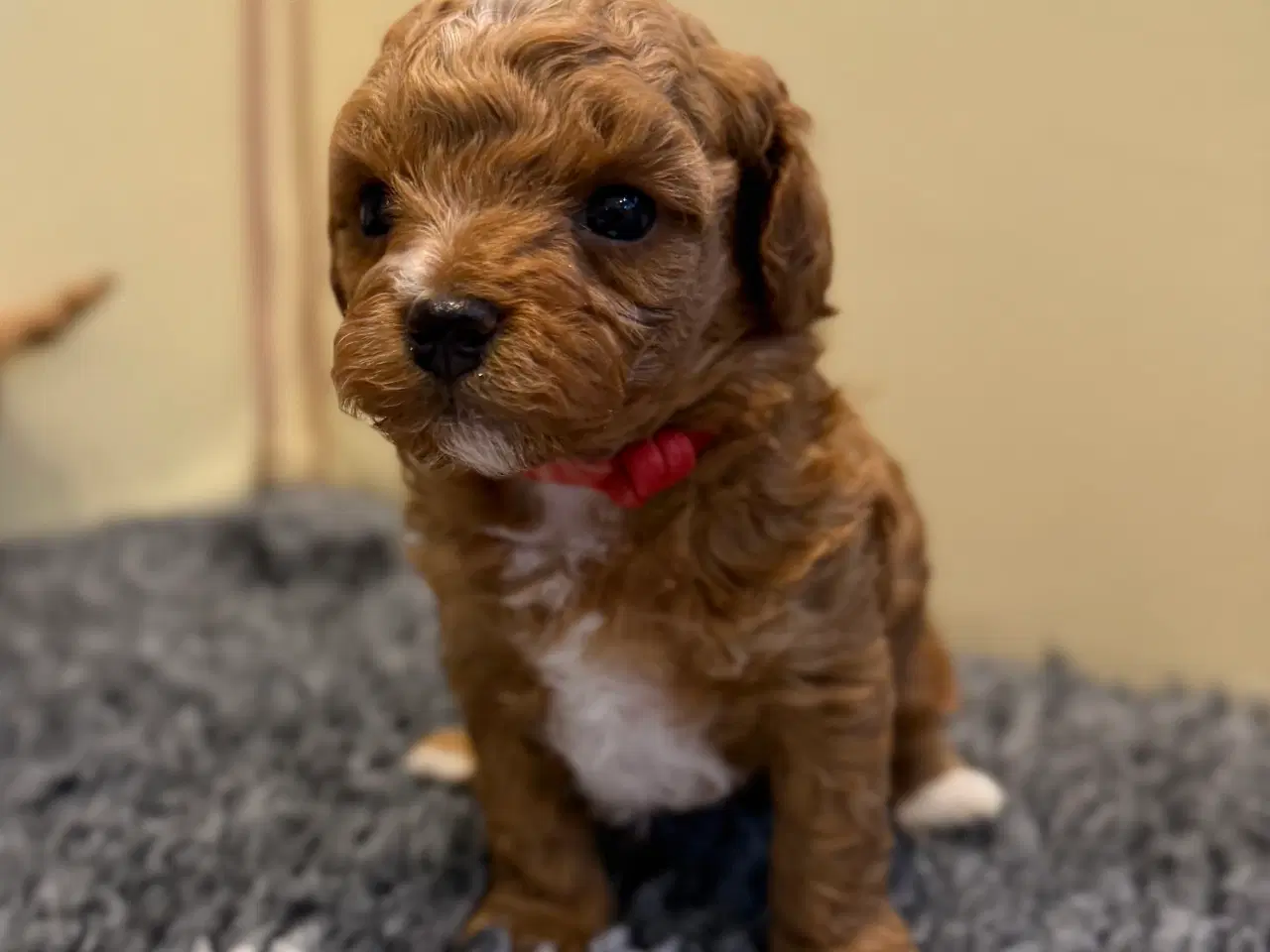 Billede 6 - Maltipoo