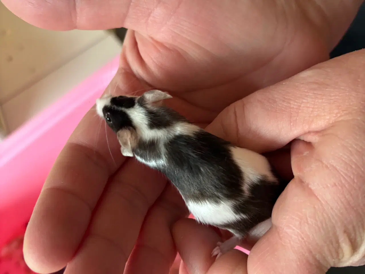 Billede 8 - Flerfarvede/plettede mus