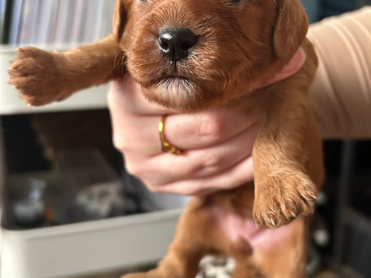 Billede 5 - Skønne Cavapoo hvalpe