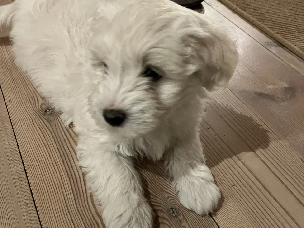 Billede 3 - Maltipoo/malteser