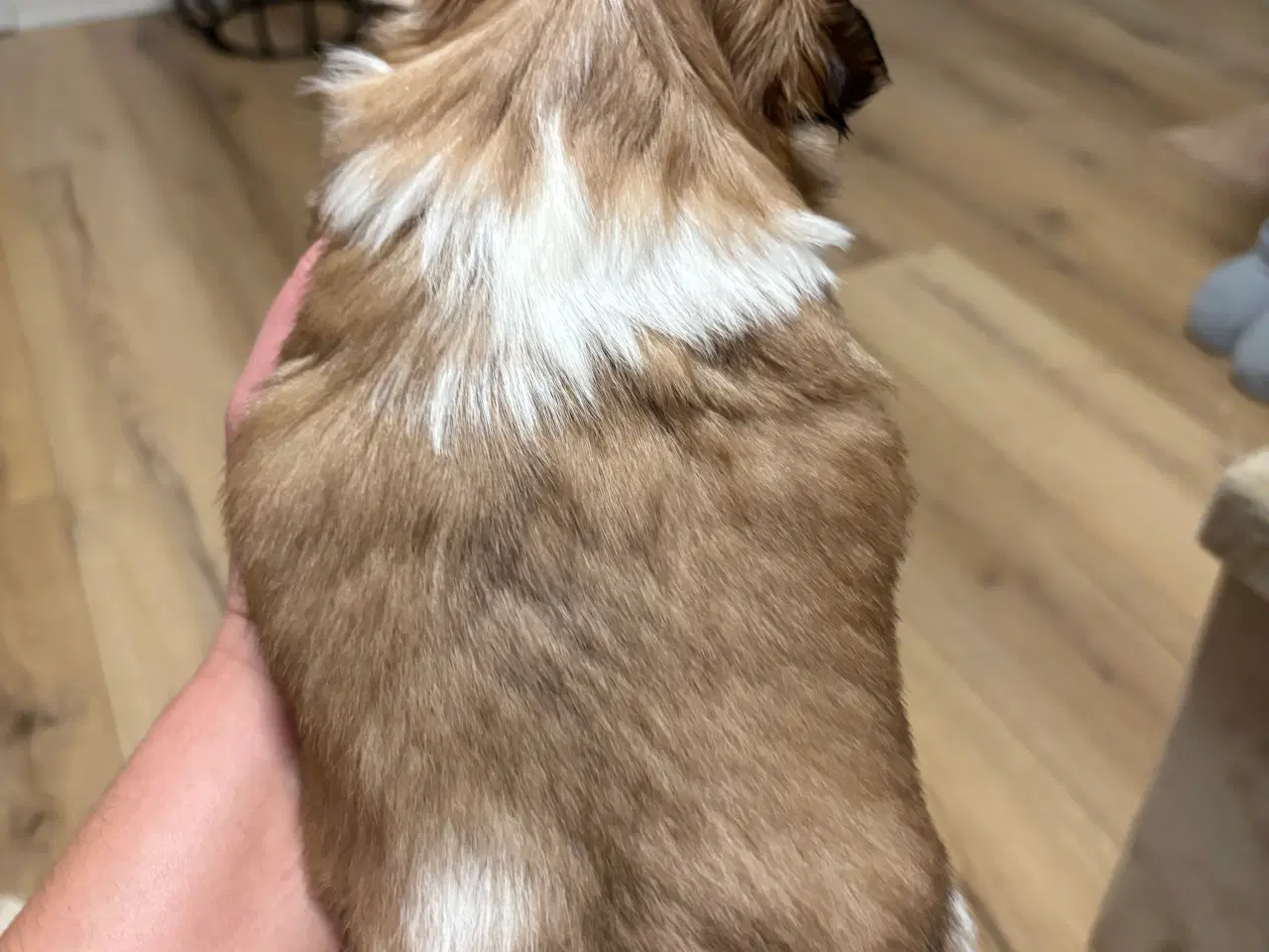 Billede 4 - Shih tzu hvalpe 