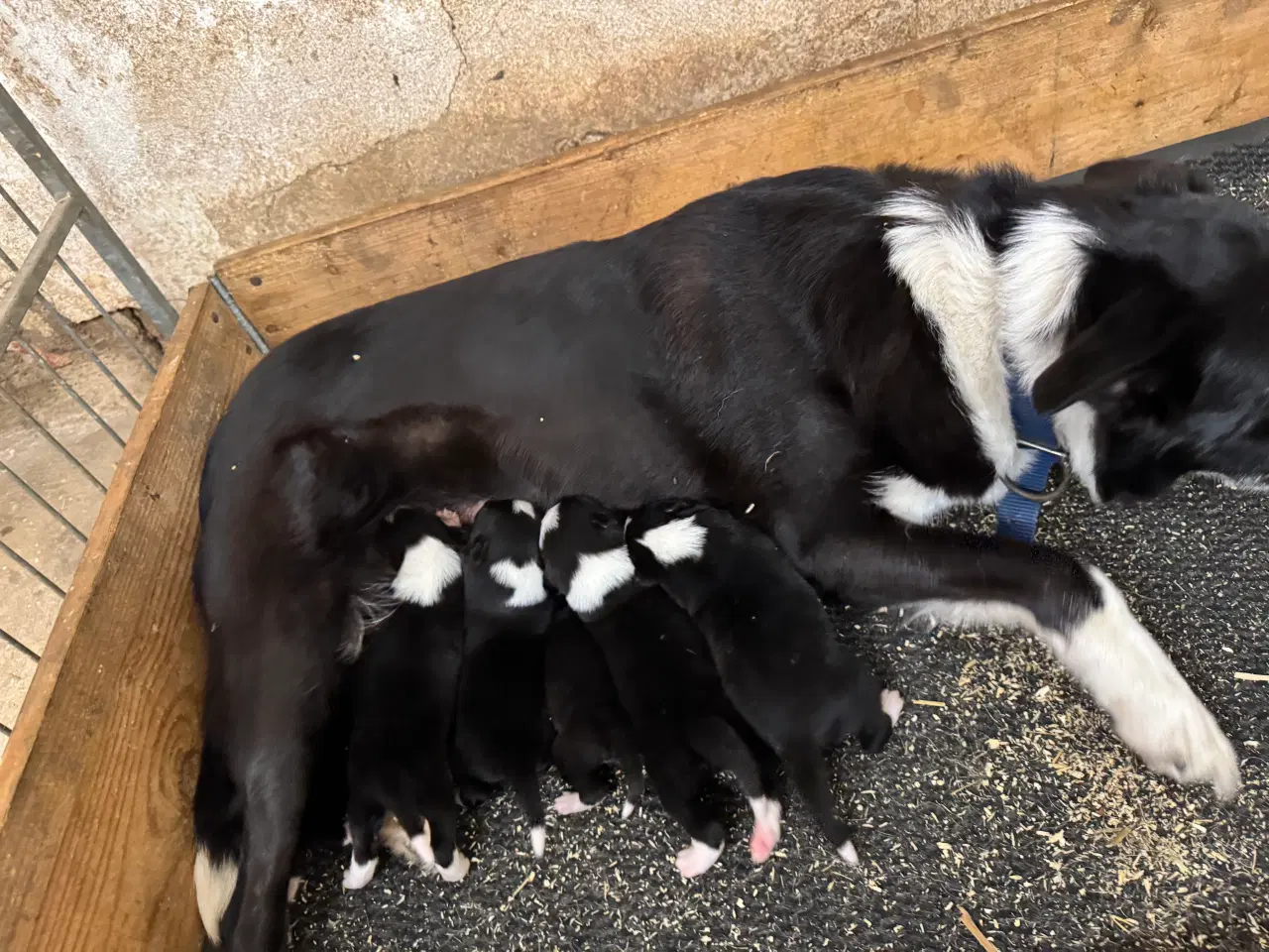 Billede 13 - Border Collie hvalpe