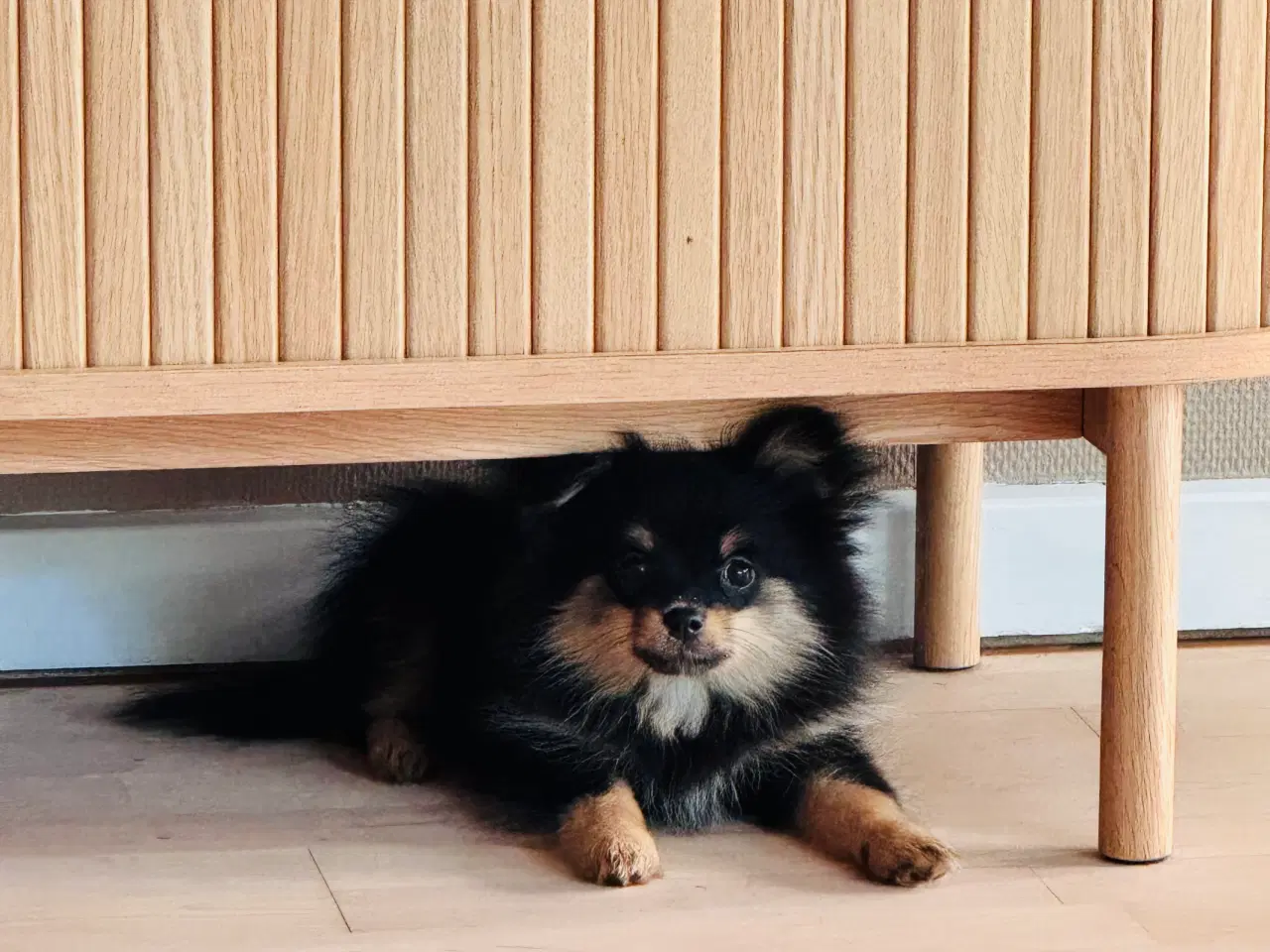 Billede 2 - Pomchi hvalp pige 