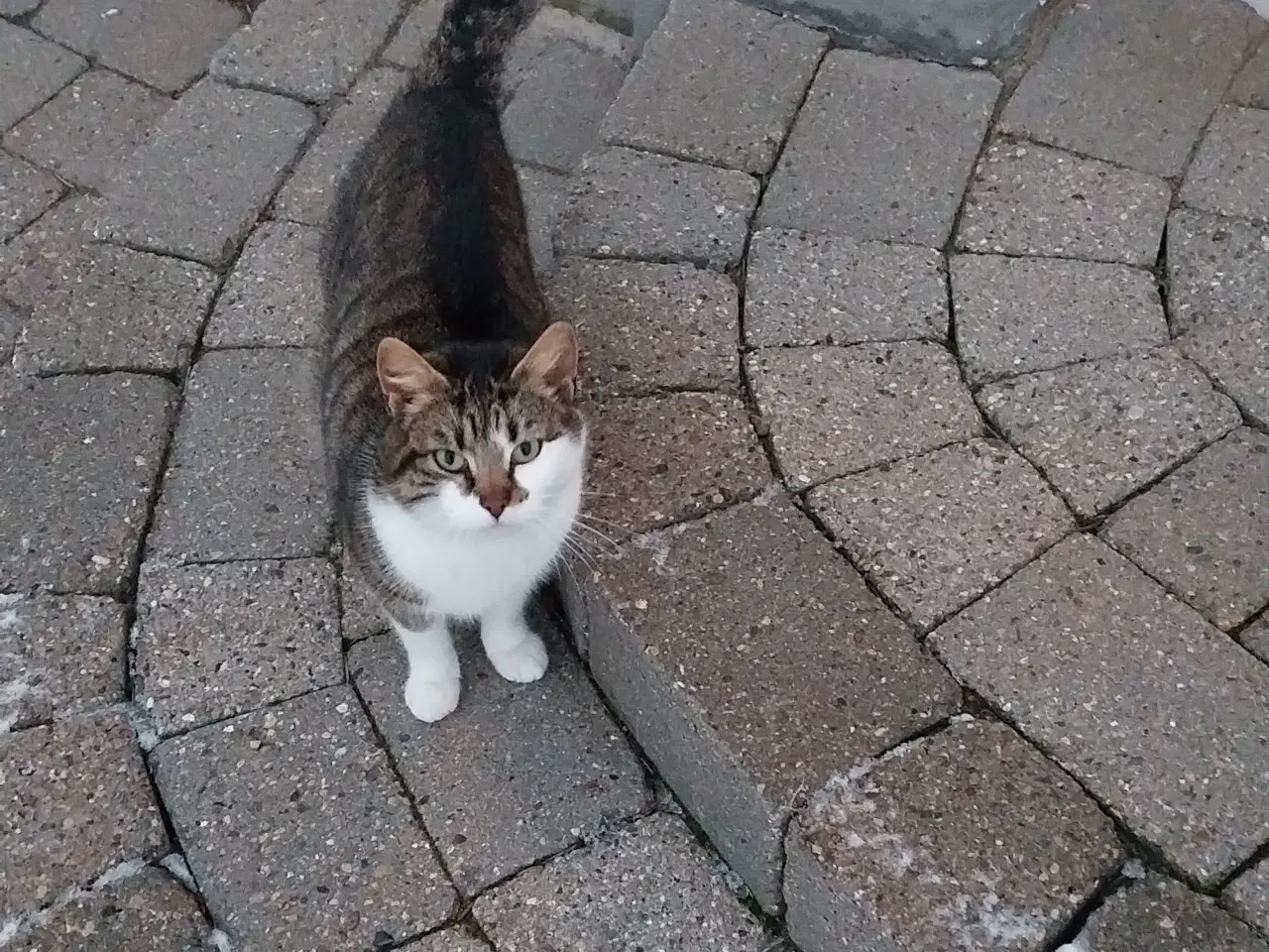 Billede 1 - Flot hunkat