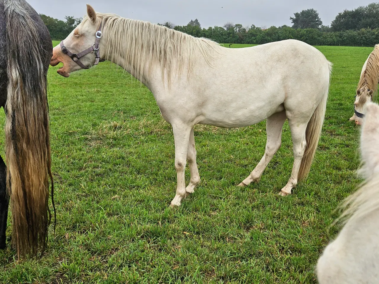 Billede 1 - Kat 2 pony 2,5år