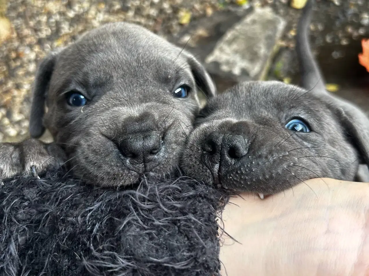 Billede 15 - Cane Corso Italiano hvalpe