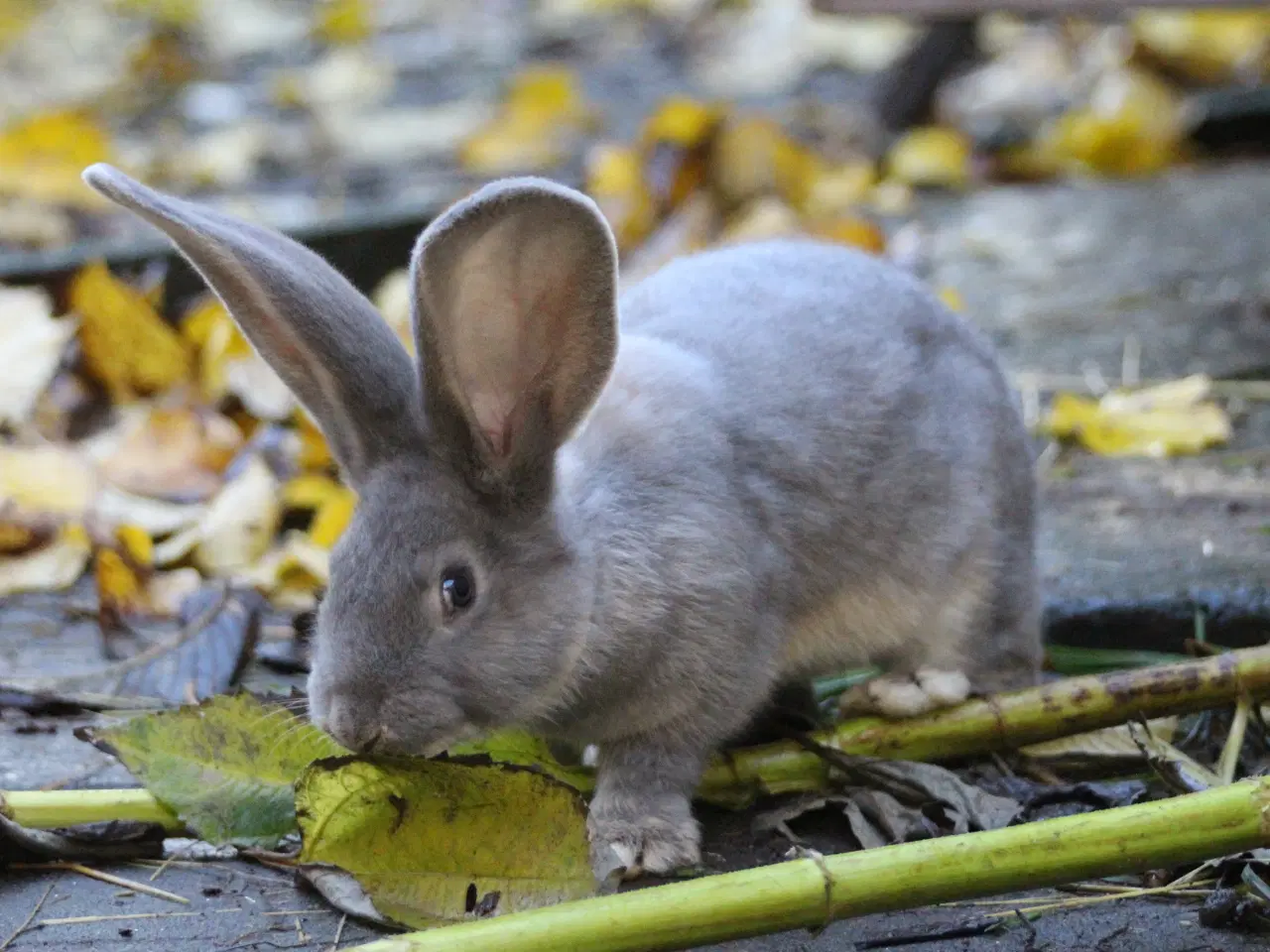 Billede 8 - Belgisk kæmpe kaninunger af ren race