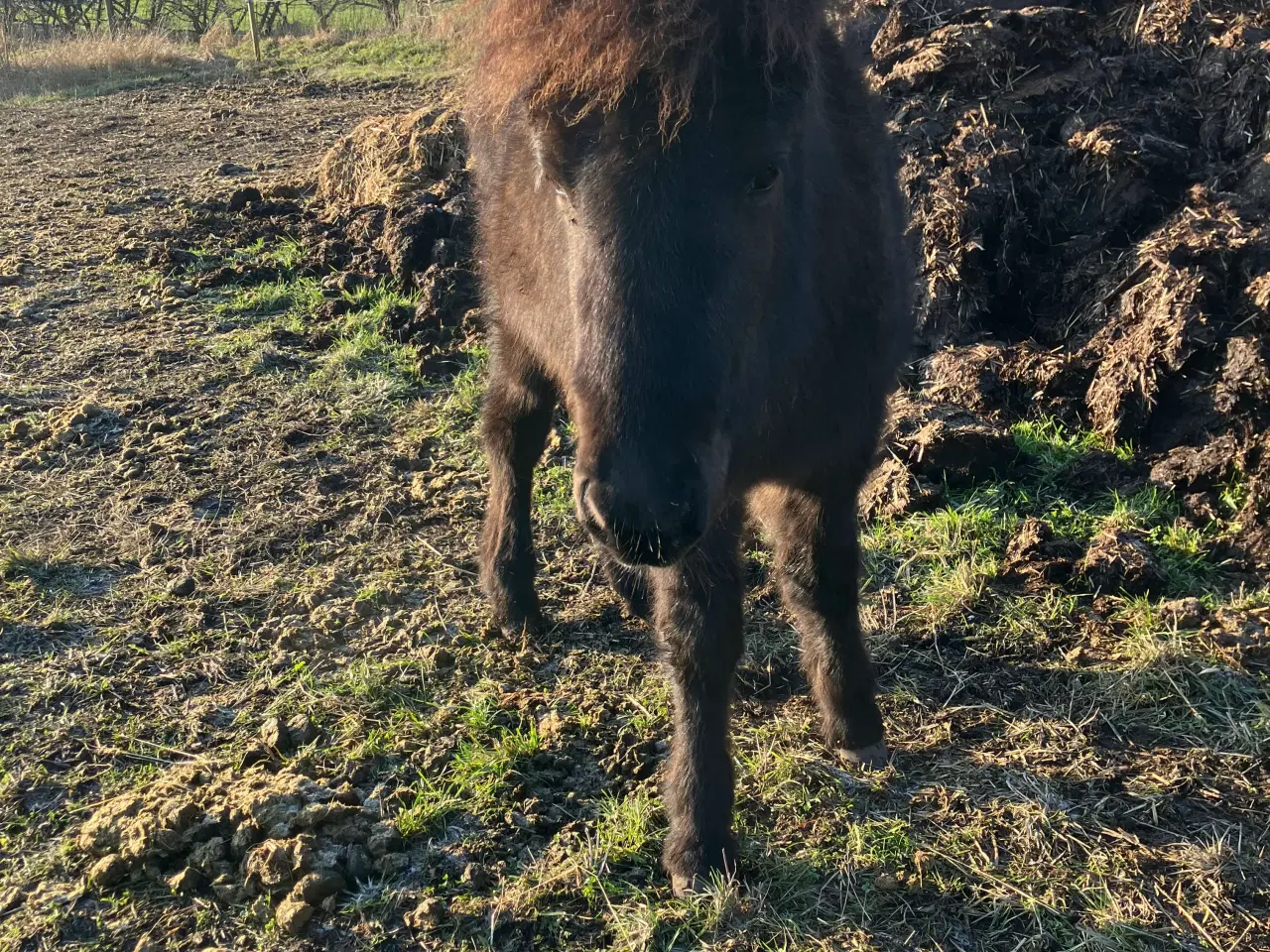 Billede 8 - 3 islænderføl fra 2025