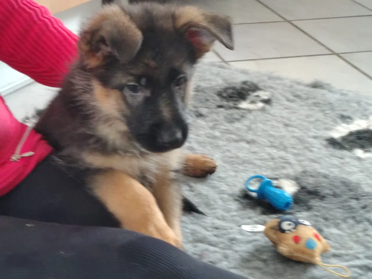 Billede 3 - Schæferhund hvalpe 