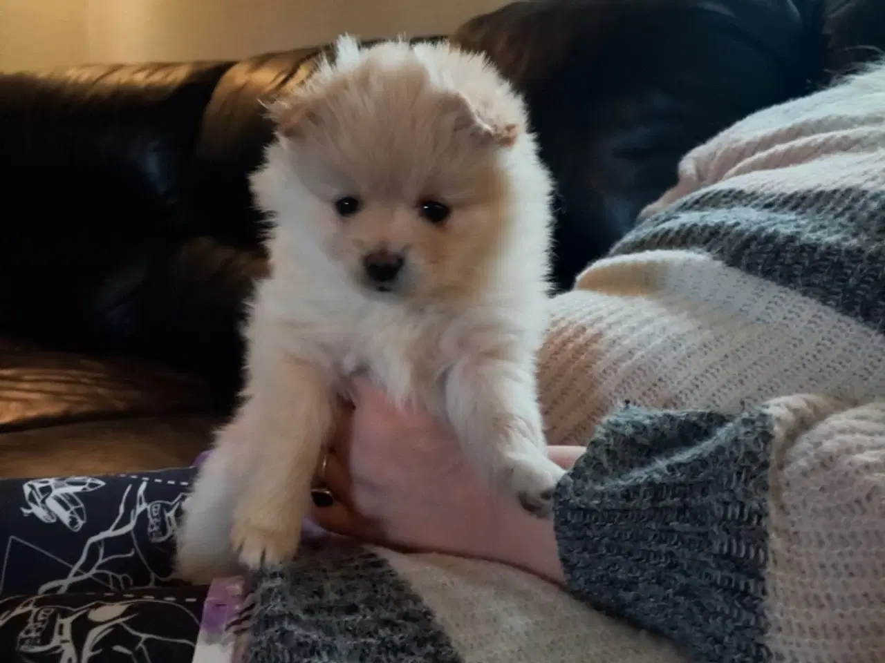 Billede 1 - Ægte Pomeranian hvalpe 2 stk