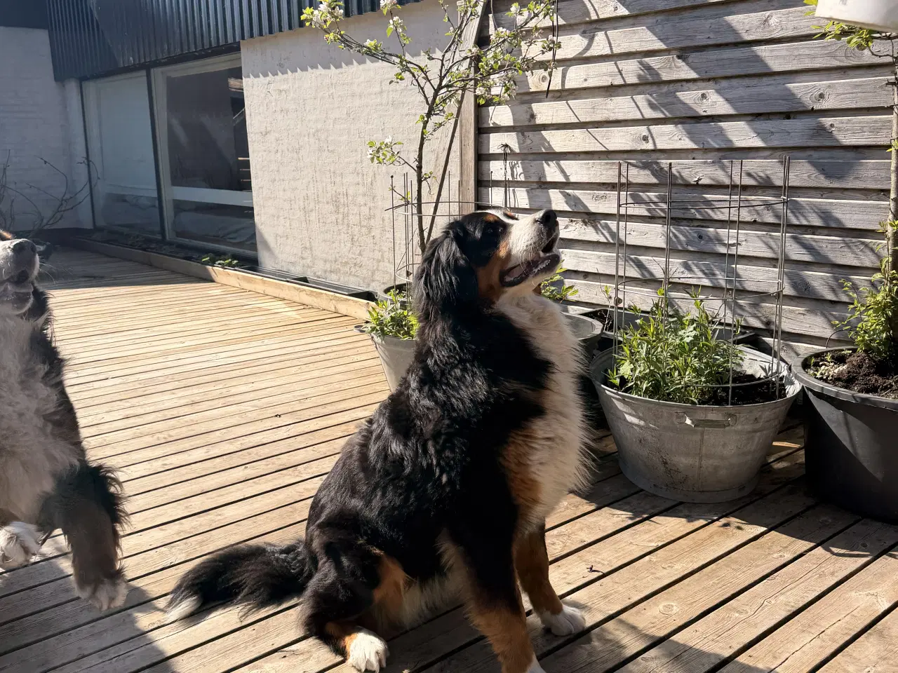 Billede 3 - Smuk Berner