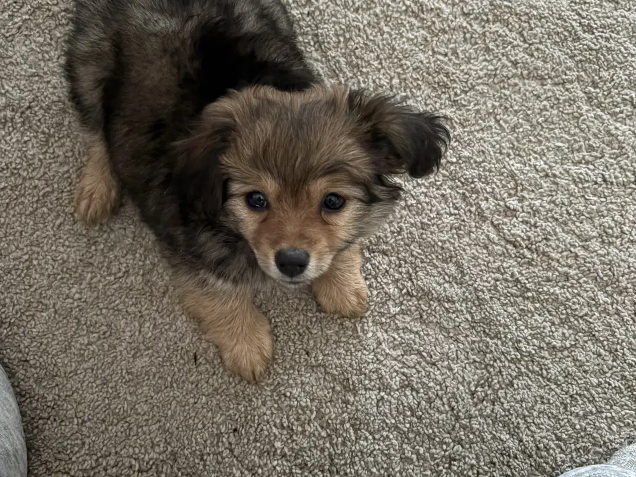 Billede 1 - Gravhund pomeranian blanding