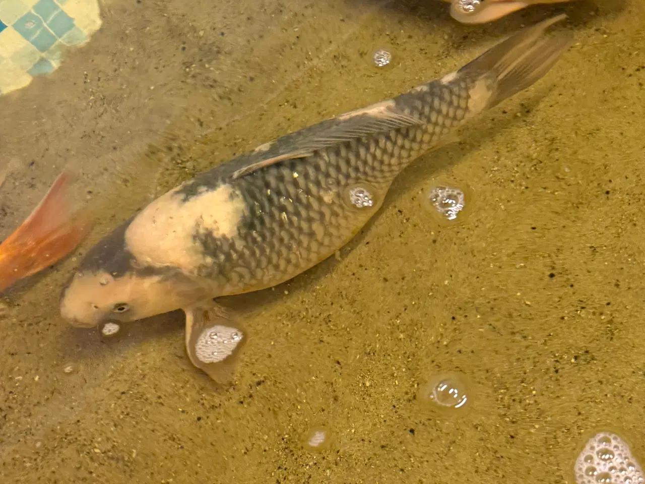 Billede 3 - Koier til salg 