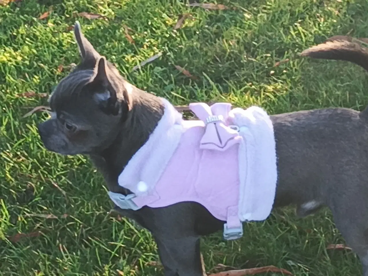 Billede 3 - Eksklusiv Blå Chihuahua Han Tilbyder Parring!