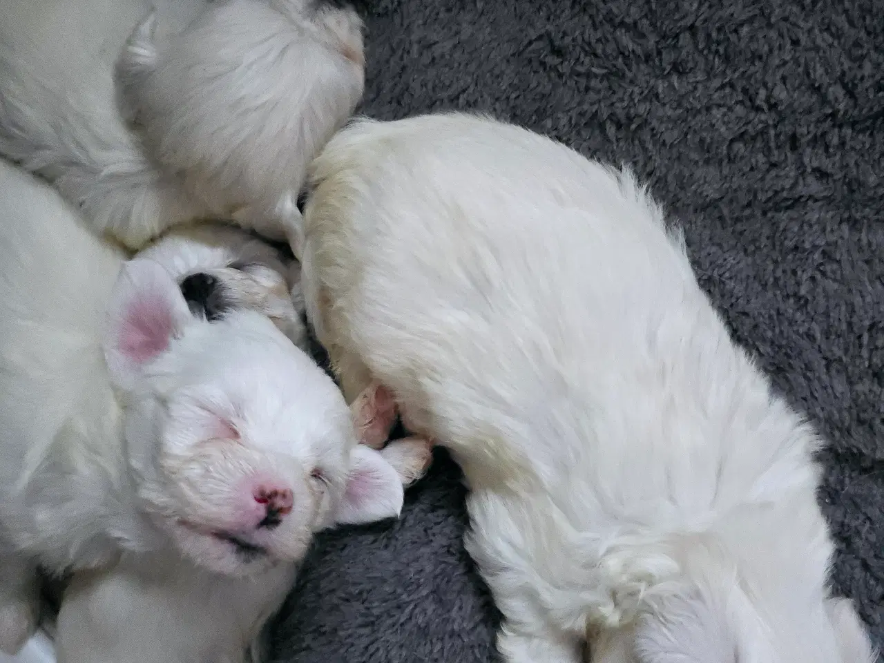 Billede 9 - Søde Bichon Hvalpe Klar til Nyt Hjem den 14.feb