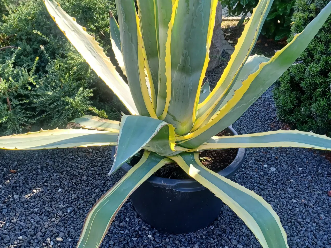 Billede 1 - Agave 400 kr.