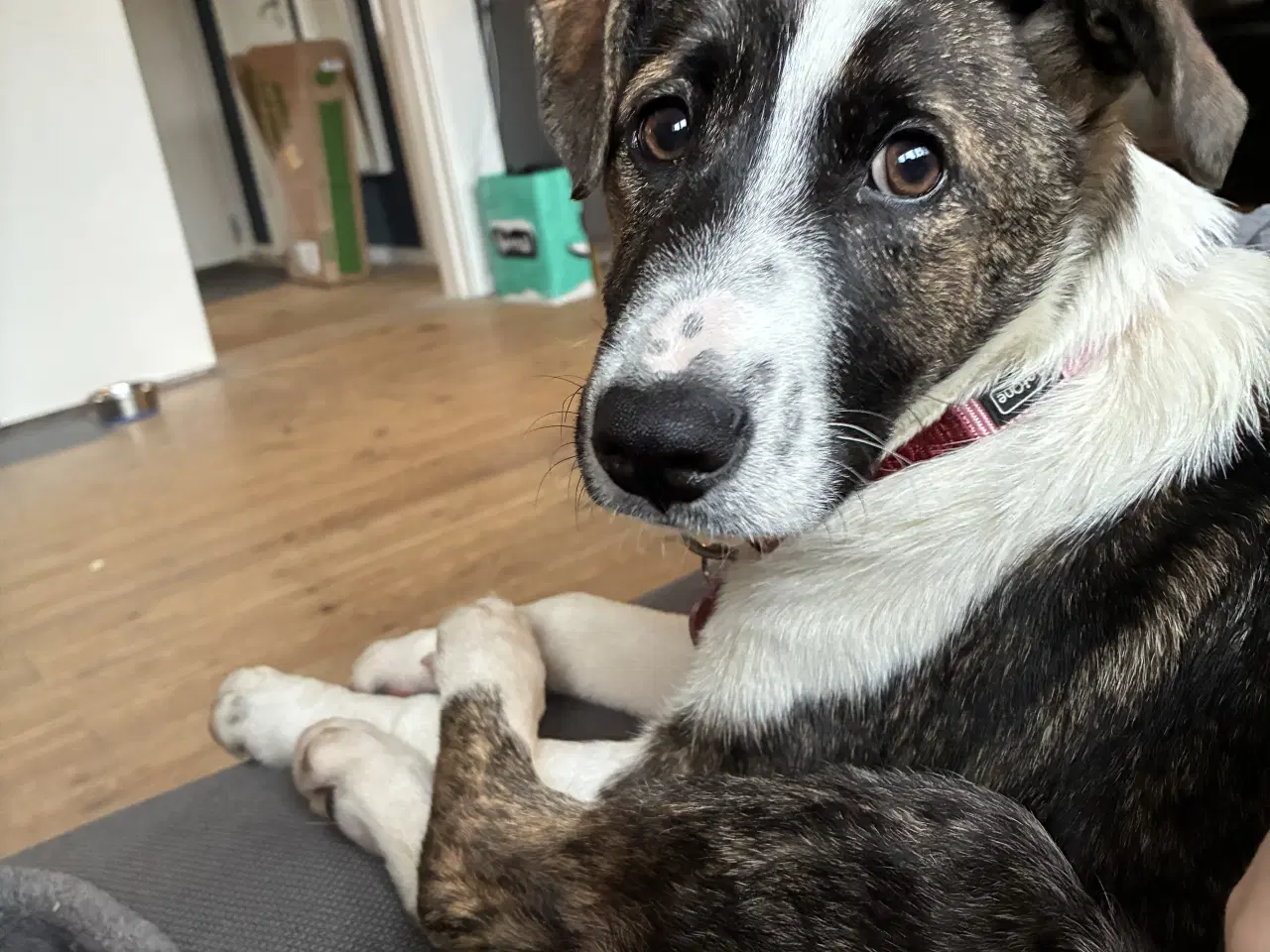 Billede 3 - Tora søger sin 4 ever familie.