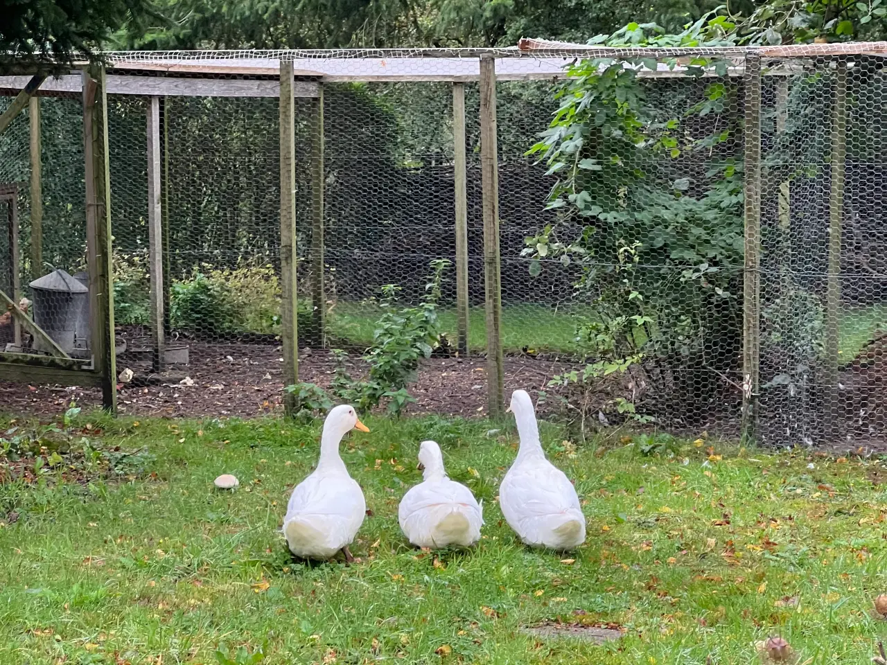 Billede 5 - Landænder