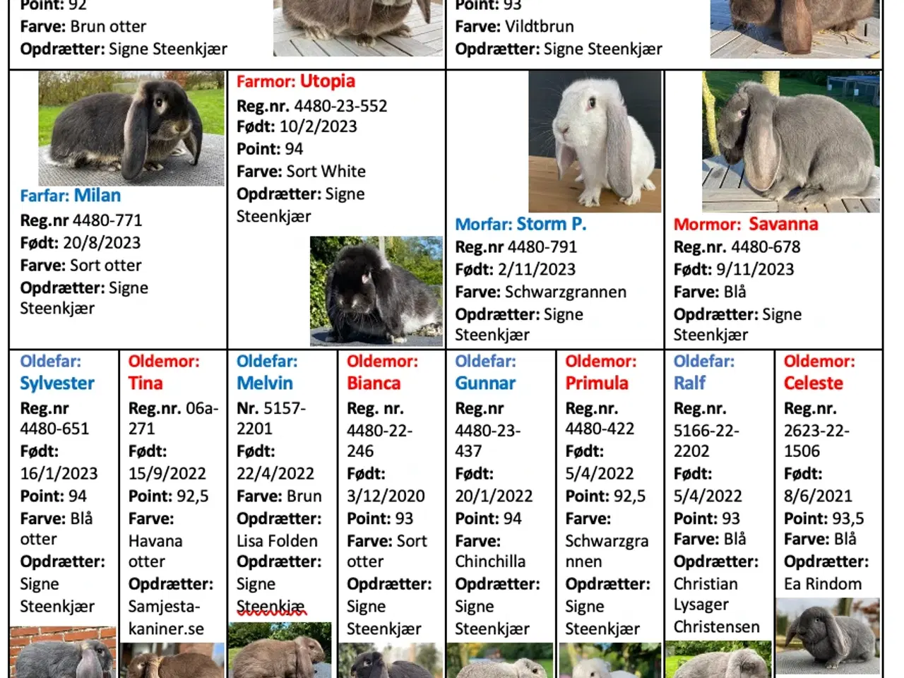 Billede 4 - FRANSK VÆDDER HUN HAVANA