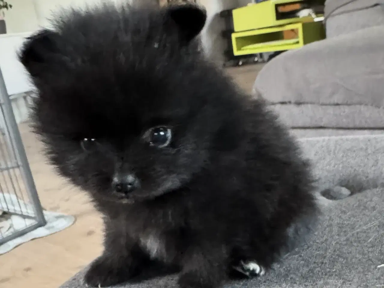Billede 3 - Pomeranian hvalp