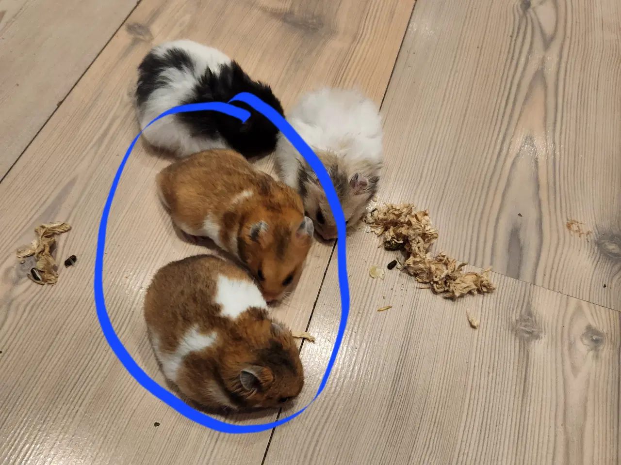 Billede 1 - Guldhamster unger