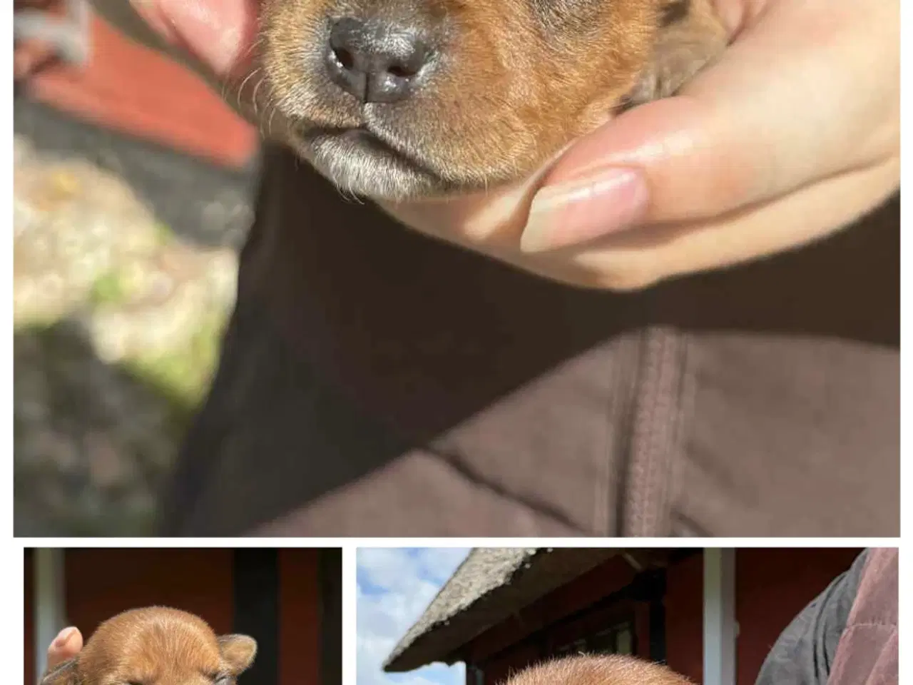 Billede 3 - Staffordshire Bull Terrier hvalpe med DKK tavle
