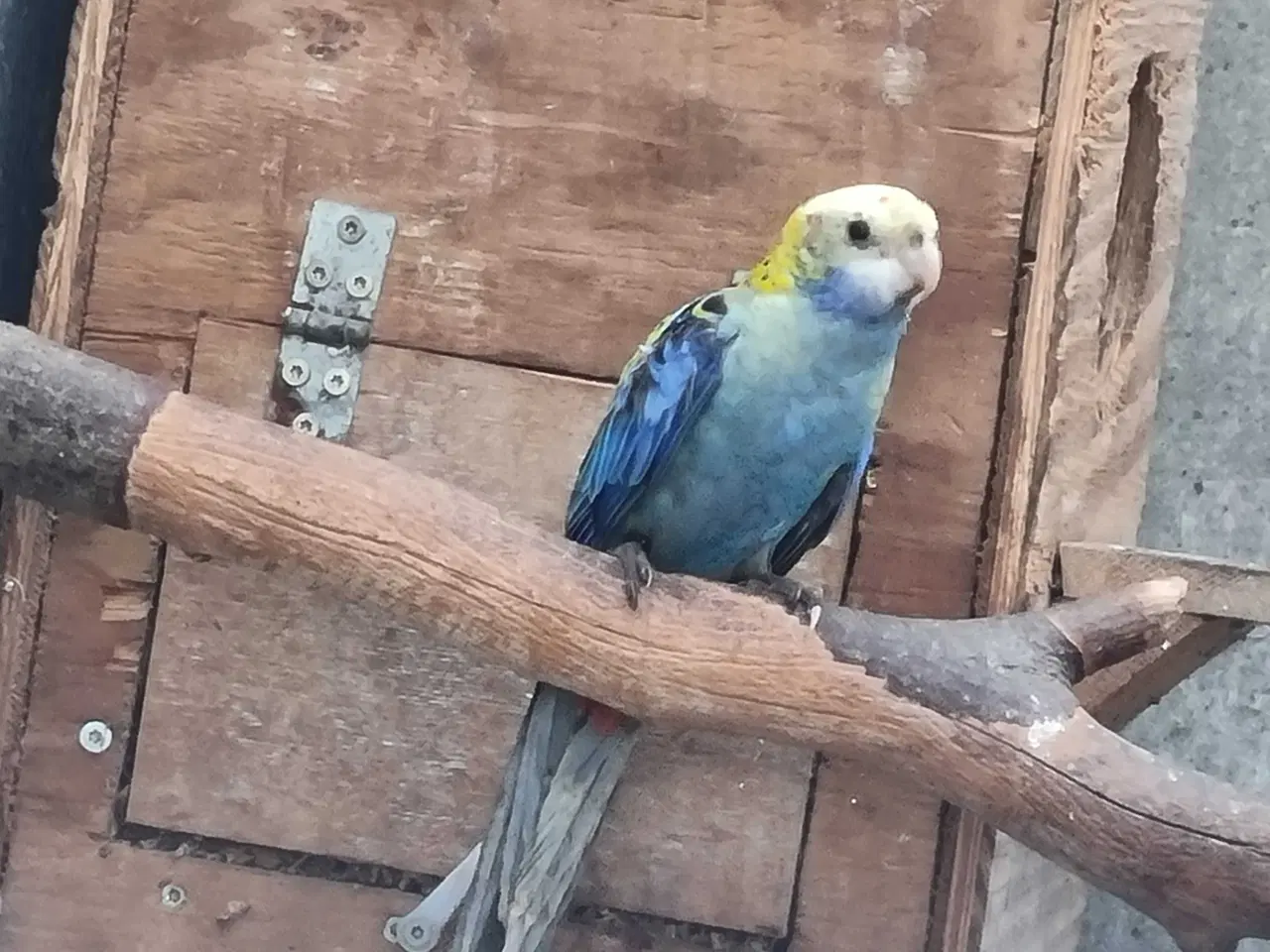 Billede 1 - Blå rosella 