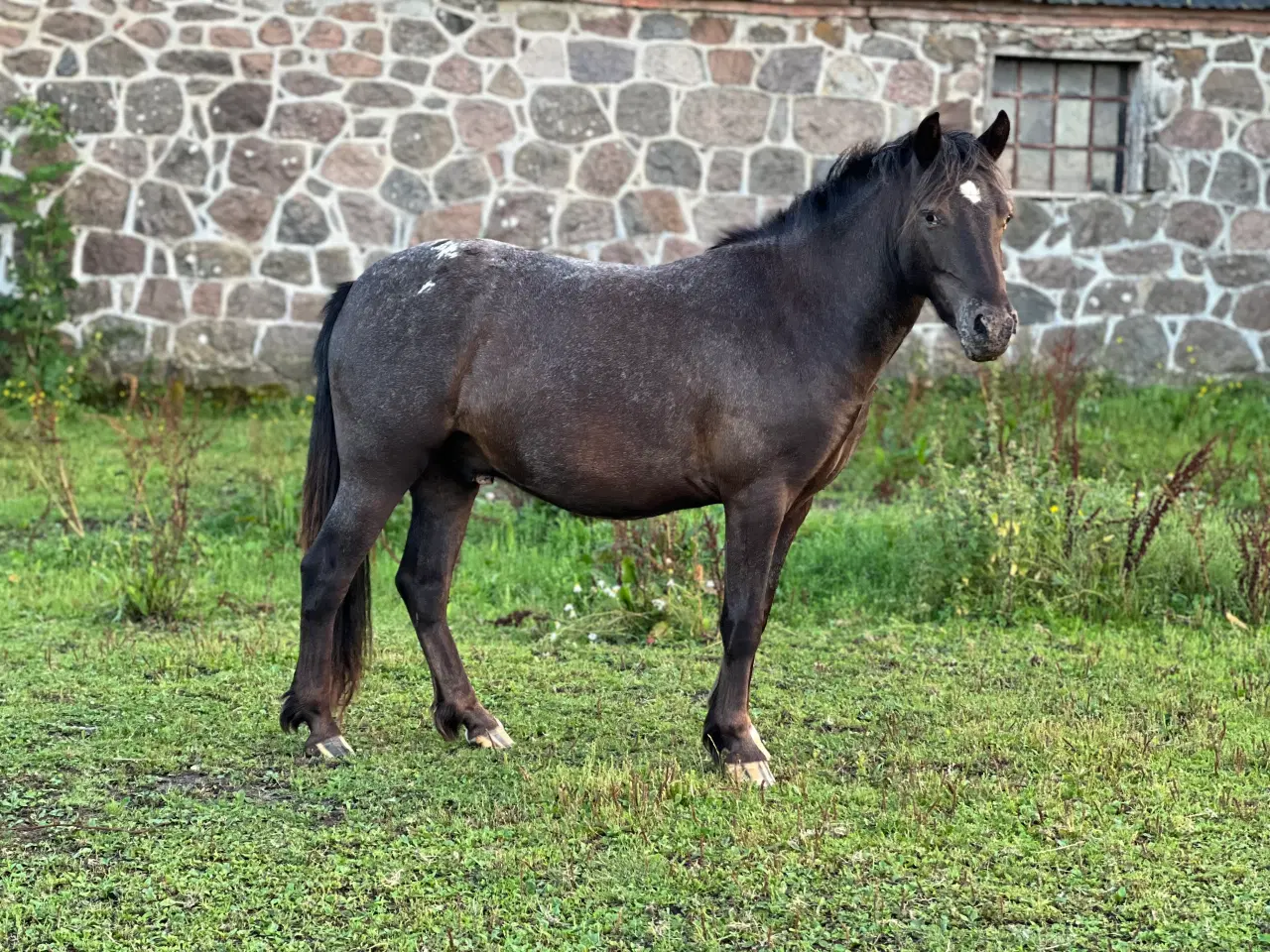 Billede 2 - Knapstrupper pony