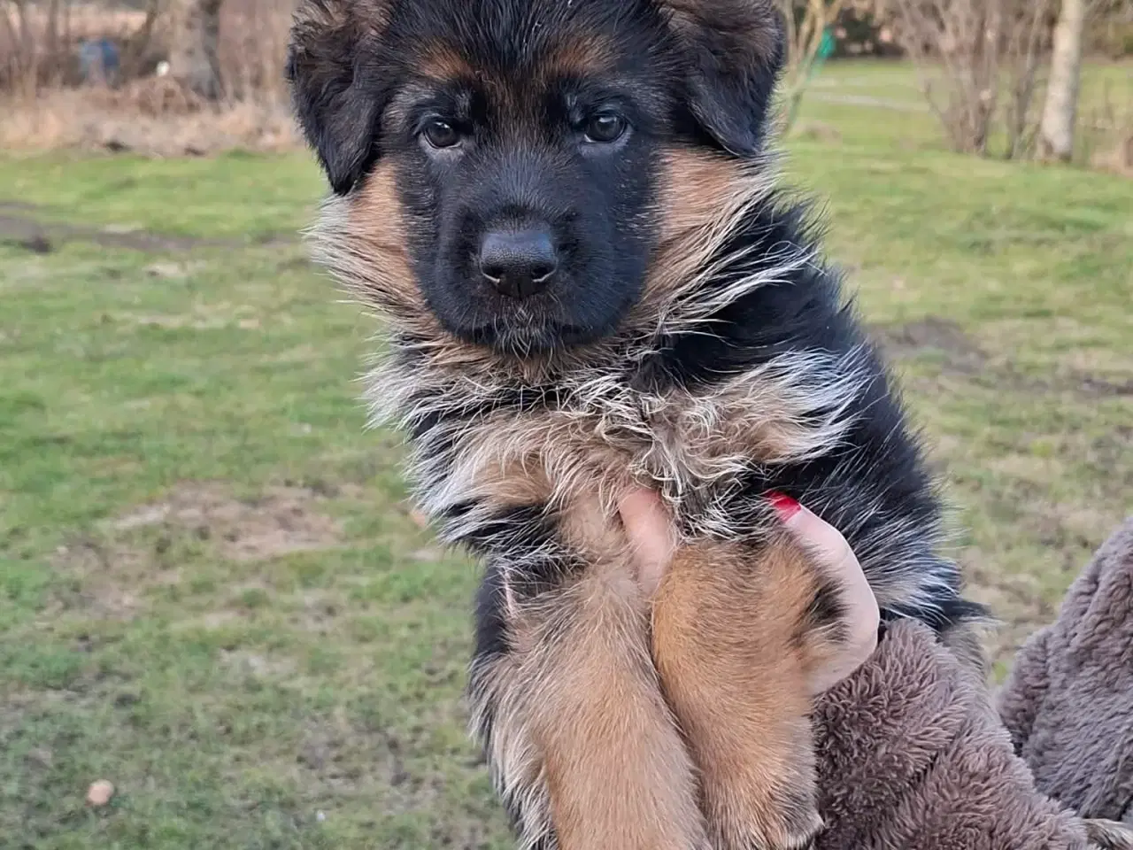 Billede 2 - Flotte friske hvalpe