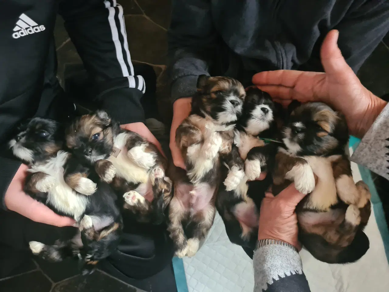 Billede 4 - ægte Lhasa Apso hvalpe 