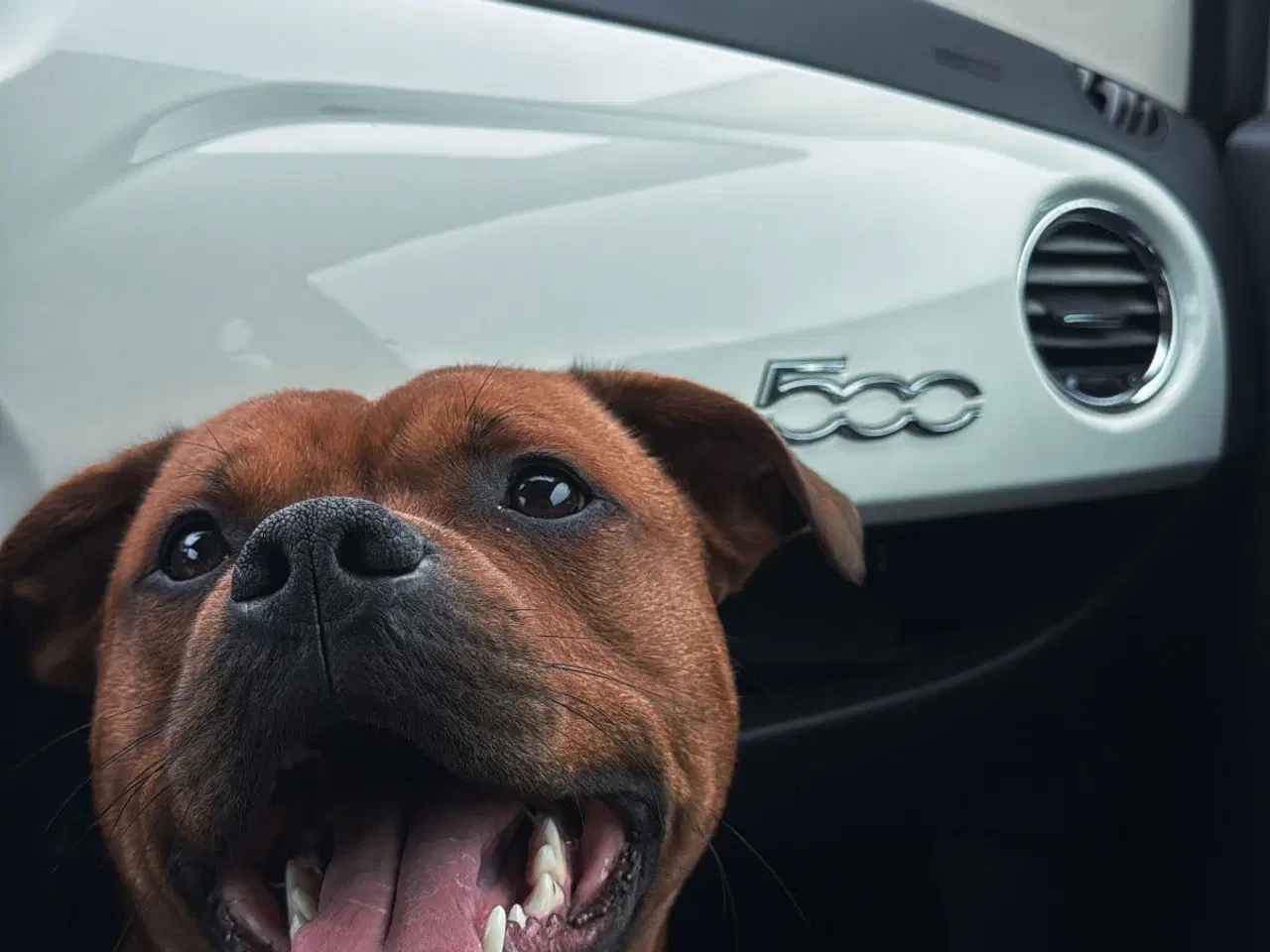 Billede 1 - Parring hanhund 