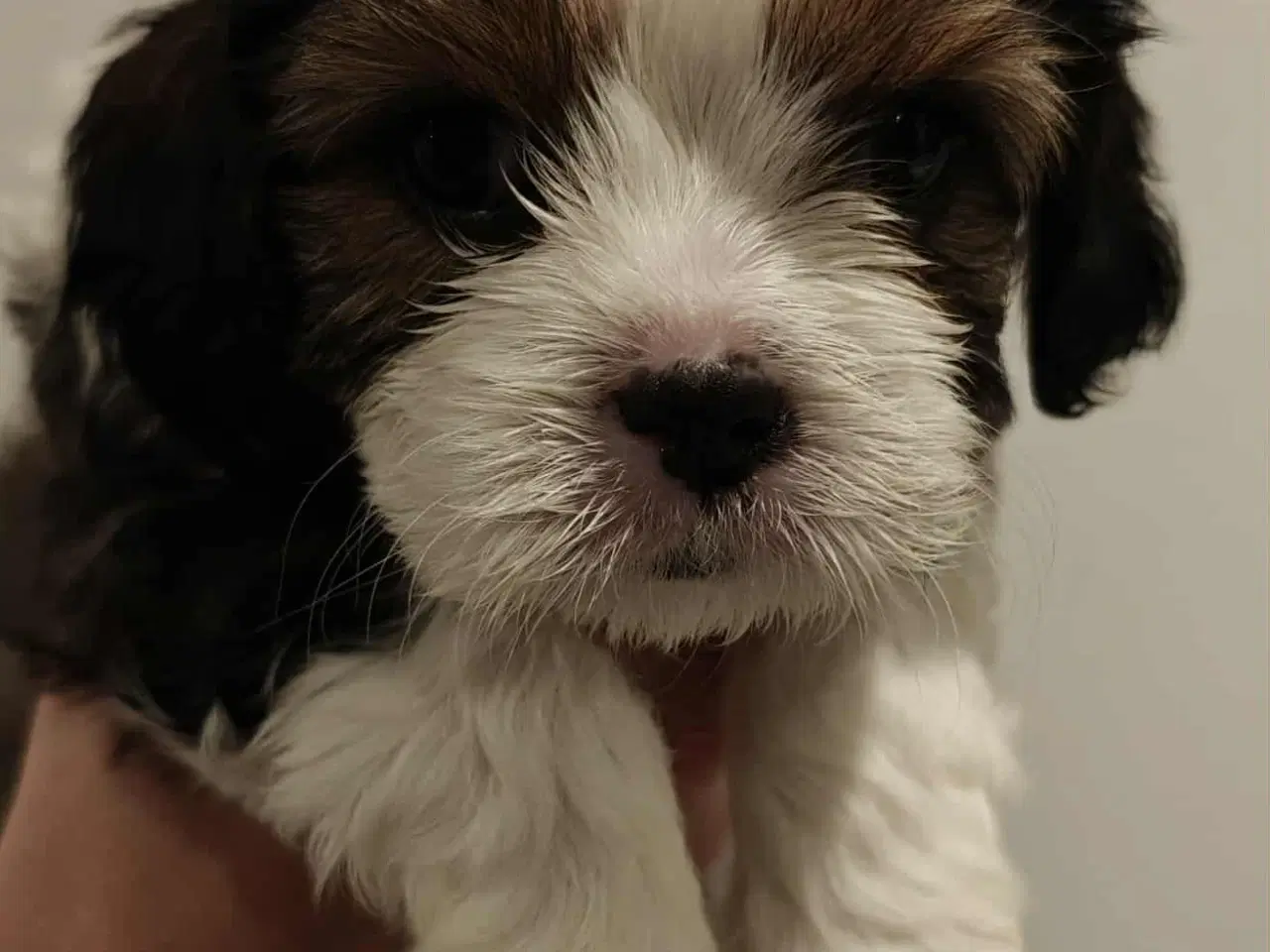 Billede 2 - Flytteklar Shih Tzu blanding hvalpe