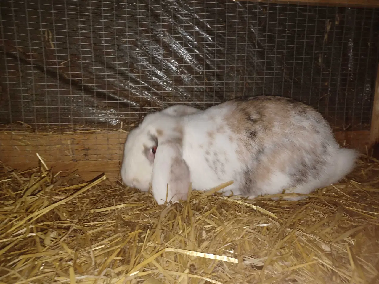 Billede 2 - Fransk vædder hun