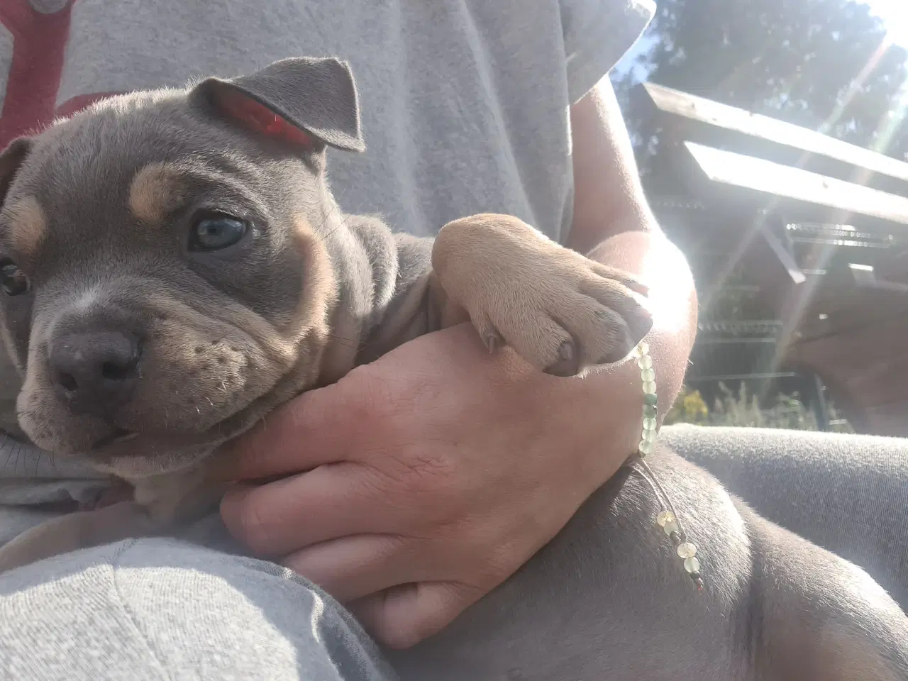 Billede 5 - American Bully Pocket abkc