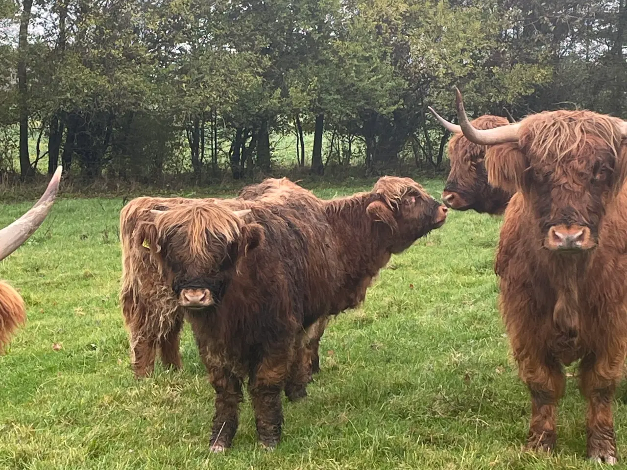 Billede 3 - Skotsk højland kalve
