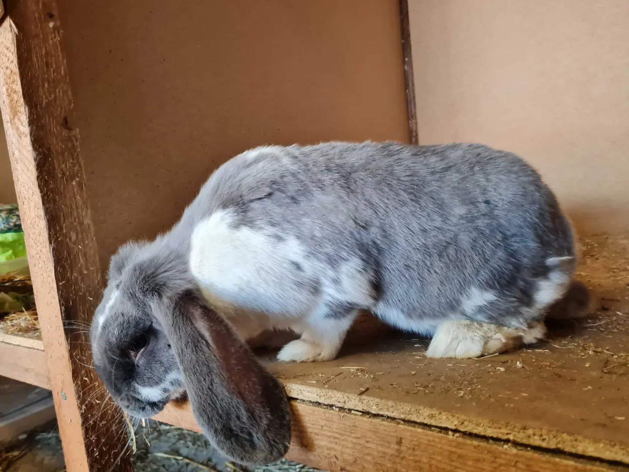 Billede 5 - Fransk vædder pige søger nyt hjem 🐰