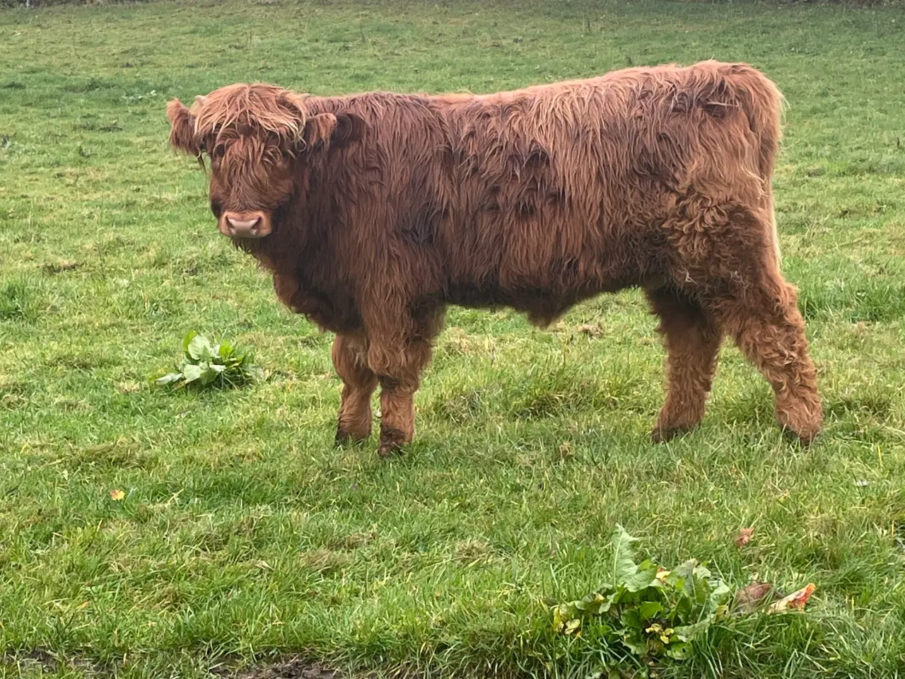 Billede 7 - Skotsk højland kalve