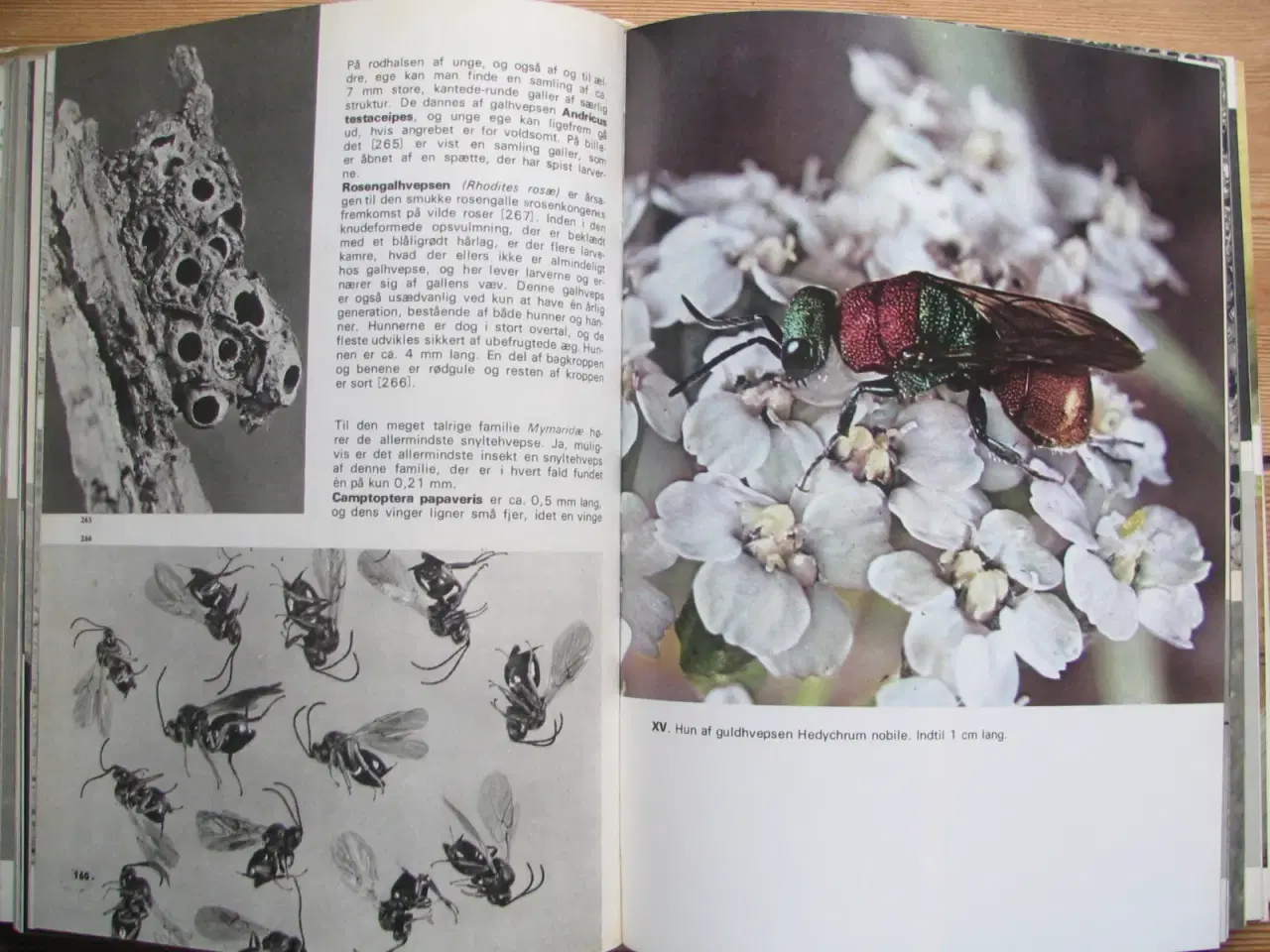 Billede 3 - V.J. Stanek (1907-1983). Fremads Store Insektbog