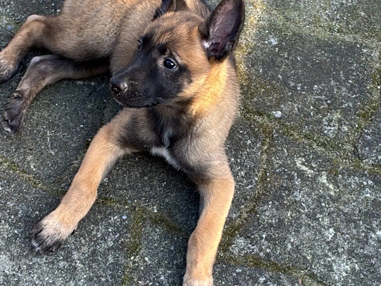Billede 1 - Malinois hun hvalp