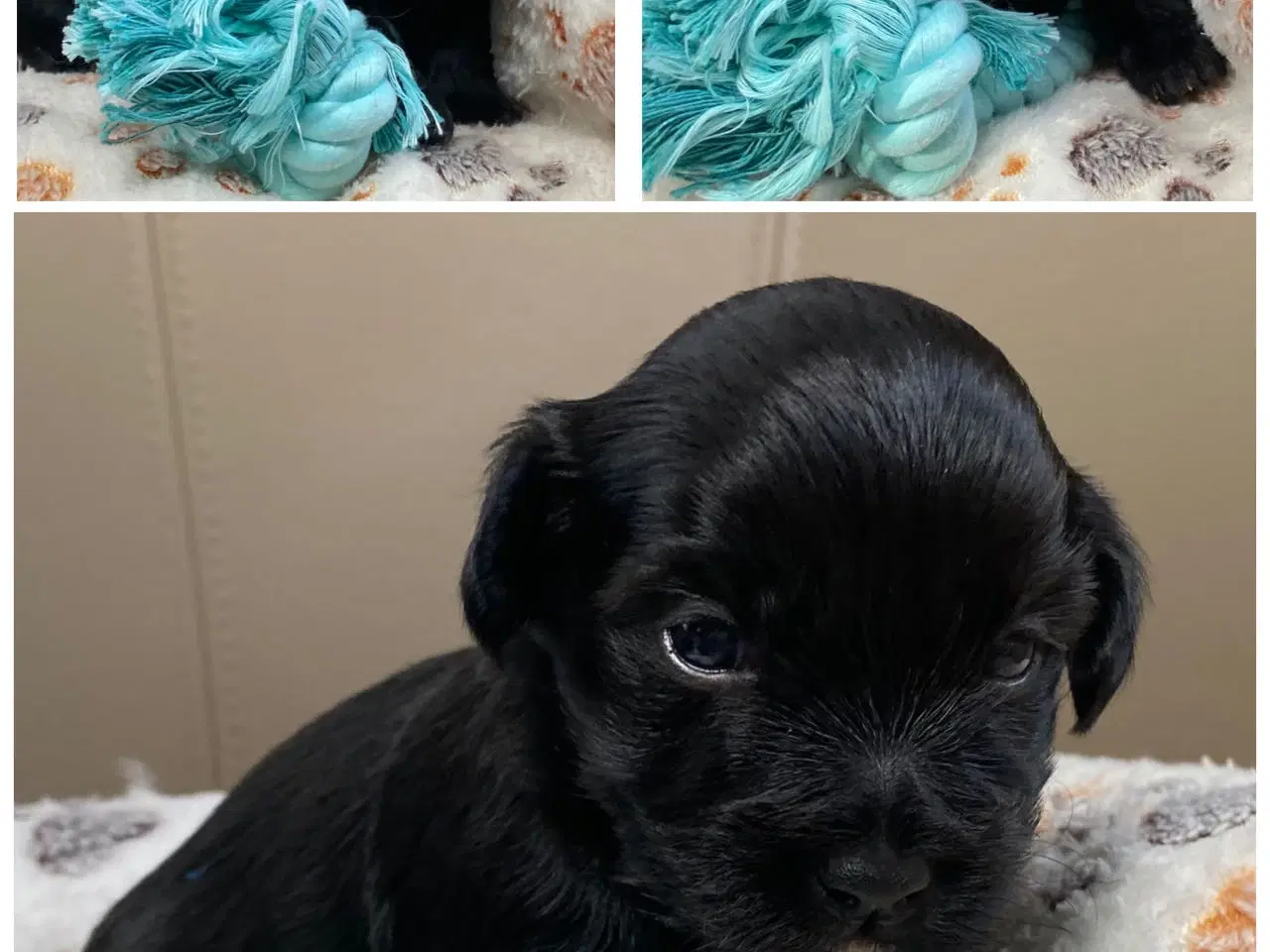 Billede 5 - Bichon Havanais kuld