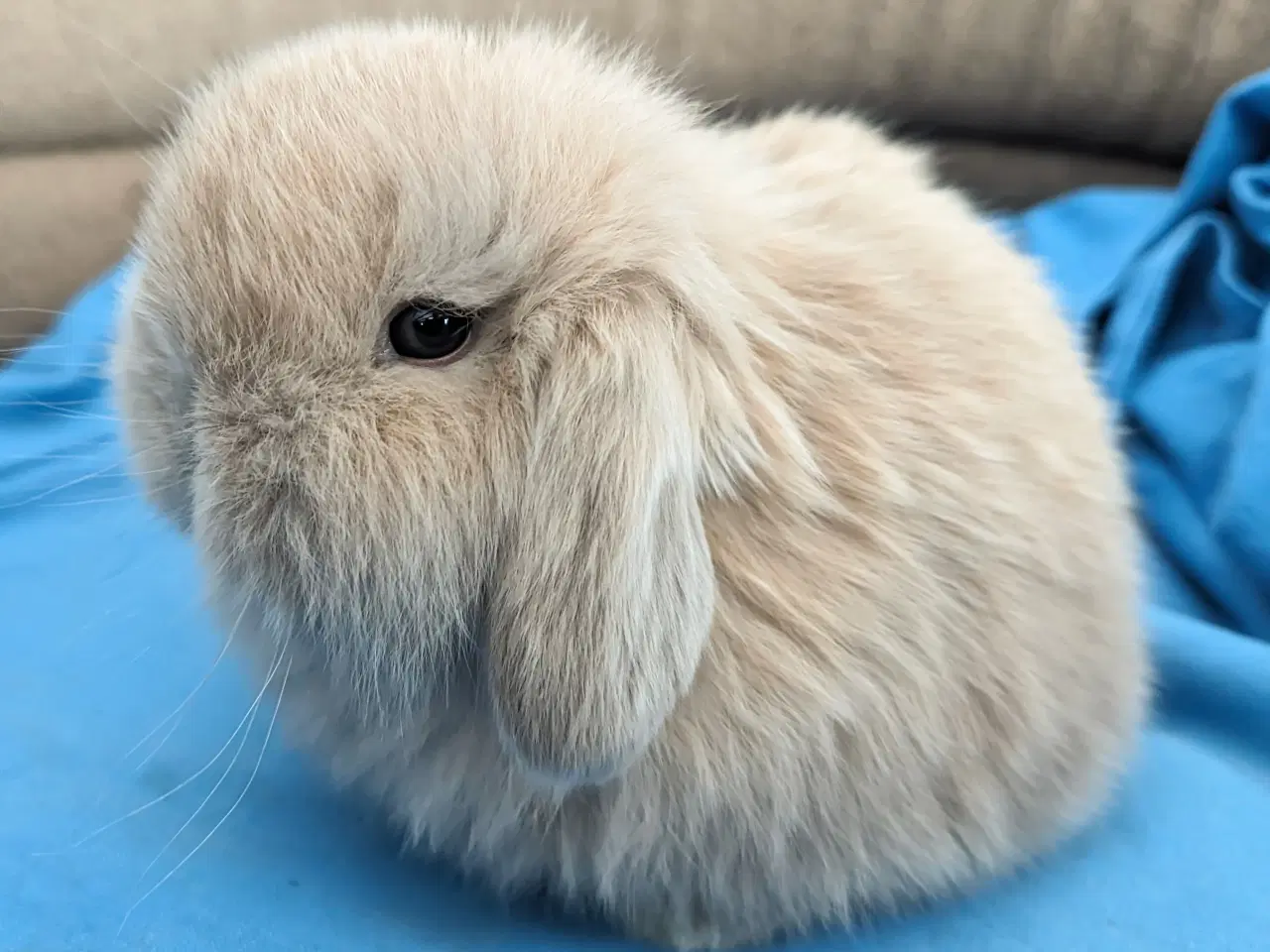 Billede 1 - Minilop kaninunge sælges 