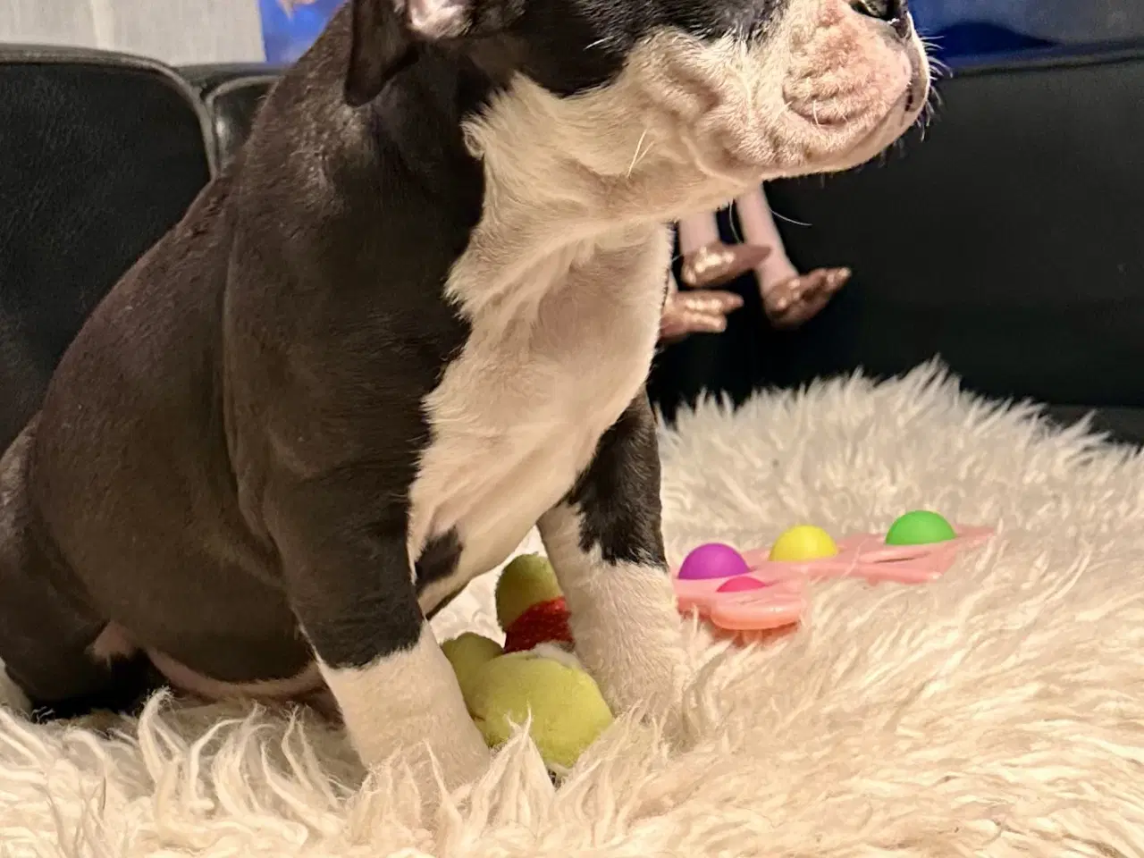 Billede 6 - Old english bulldog