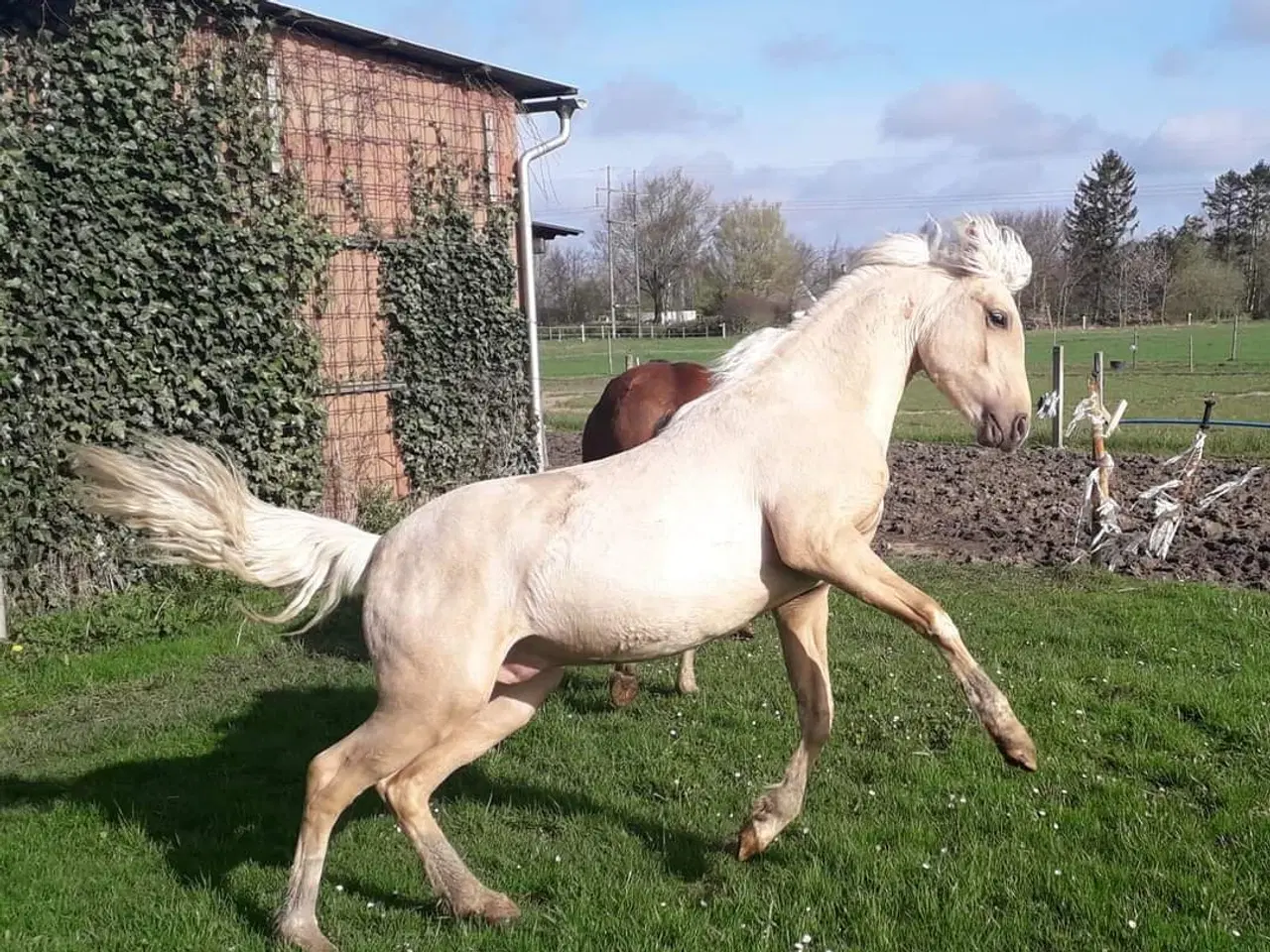 Billede 6 - Smuk Welsh Partbred pony. Født 19.05.23 