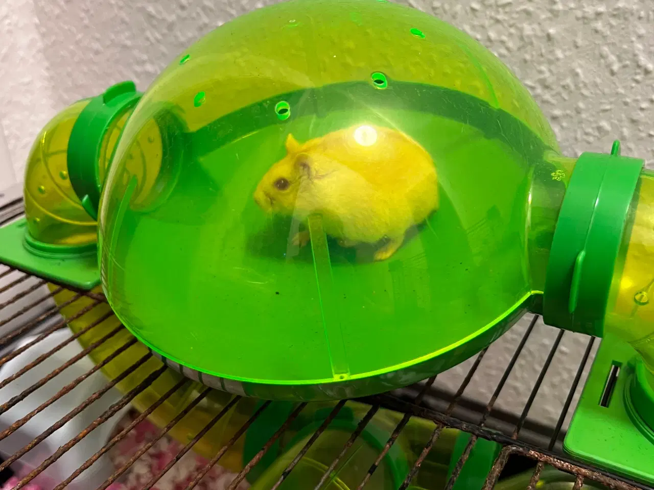 Billede 4 - Hamster med bur