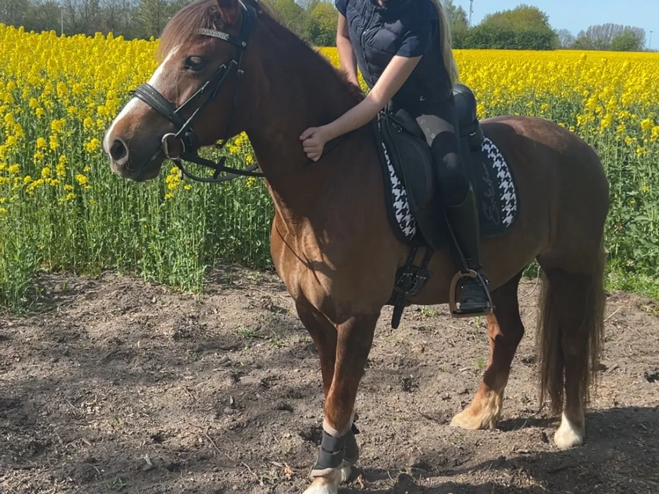 Billede 1 - Skønneste børne pony