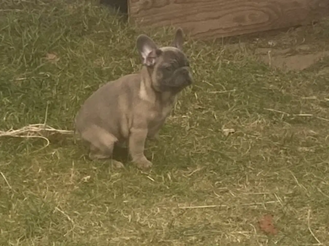 Billede 3 - Fransk bulldog hvalp