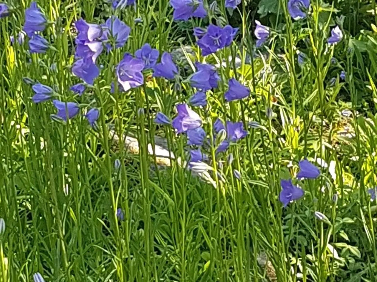 Billede 1 - Staude - Campanula , flerårig